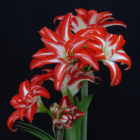 'Splash' Amaryllis Bulb (Double Galaxy, Bright Red w/ White, 1 bulb)