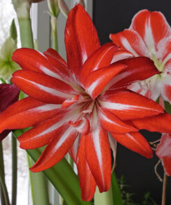 Splash Amaryllis