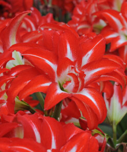 Splash Amaryllis