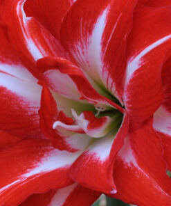 Splash Amaryllis