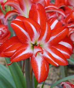 Splash Amaryllis