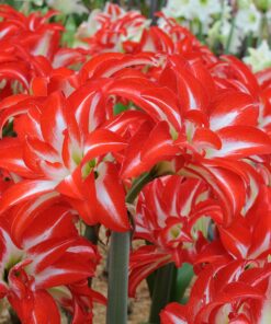 Splash Amaryllis