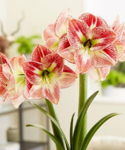Spotted Cream Amaryllis
