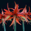 Sumatra Amaryllis