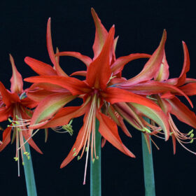 'Sumatra' Amaryllis Bulb (Spider Group, Salmon - Orange, 1 bulb)