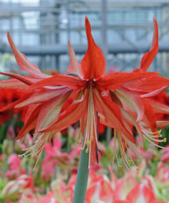 Sumatra Amaryllis