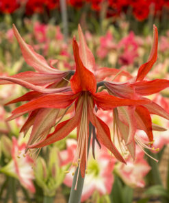 Sumatra Amaryllis