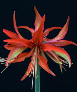 Sumatra Amaryllis