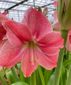 Sweet Cream Amaryllis