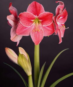 Sweet Cream Amaryllis