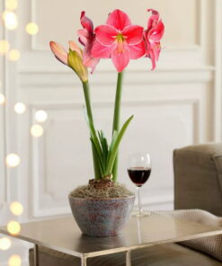 Sweet Cream Amaryllis