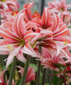 Sweet Lillian Amaryllis