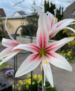 Sweet Lillian Amaryllis
