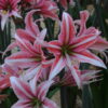 Sweet Lillian Amaryllis