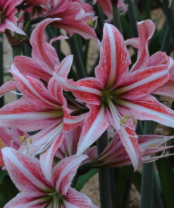 Sweet Lillian Amaryllis