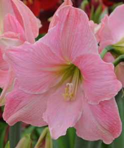 Sweet Star Amaryllis