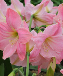 Sweet Lillian Amaryllis