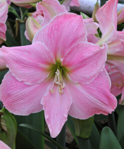 Sweet Lillian Amaryllis