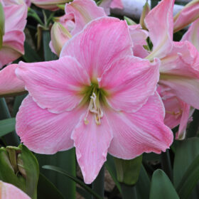 'Sweet Star' Amaryllis Bulb (Galaxy Group, Pink, 1 bulb)