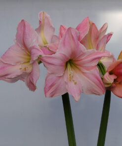 Sweet Lillian Amaryllis