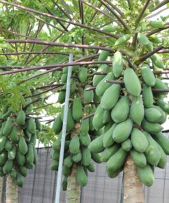 Red King Papaya Tree