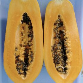 Yellow King F1 Hybrid Papaya Seeds (10 grams, Yellow Papaya, Taiwan)
