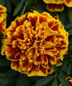 Bonanza® French Marigold Seeds