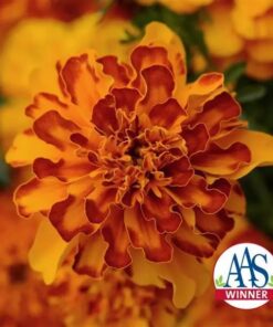 Bonanza® French Marigold Seeds
