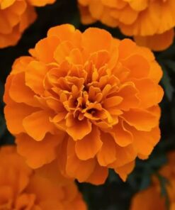 Bonanza® French Marigold Seeds