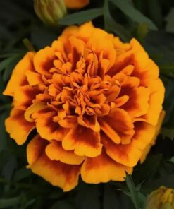 Bonanza® French Marigold Seeds