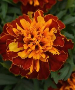 French Marigold Bonanza®