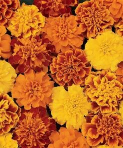 French Marigold Bonanza®