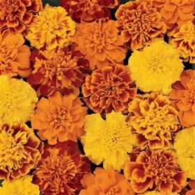 French Marigold Seeds - Bonanza F1 (7 colors, PanAmerican)