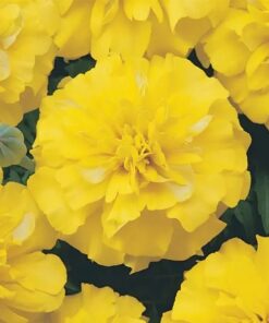 Bonanza® French Marigold Seeds