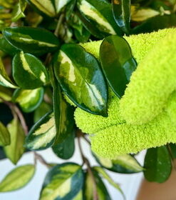 Leaf Care & Shine