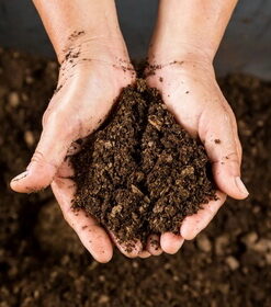Peat Moss