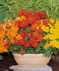 Cosmos Sulphureus Cosmic F1 Hybrid
