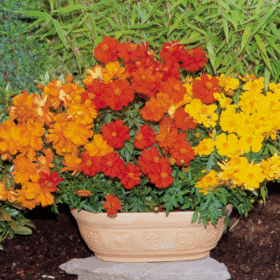 Cosmos Sulphureus Cosmic F1 Hybrid