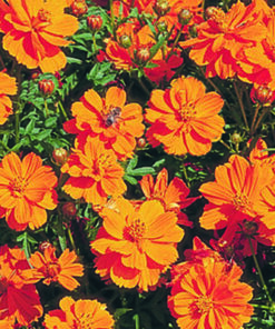 Cosmos Sulphureus Cosmic F1 Hybrid