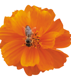 Cosmos Sulphureus Cosmic F1 Hybrid