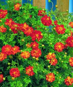 Cosmos Sulphureus Cosmic F1 Hybrid