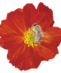 Cosmos Sulphureus Cosmic F1 Hybrid