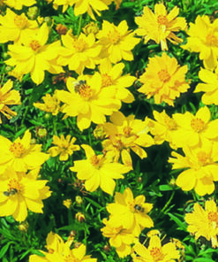 Cosmos Sulphureus Cosmic F1 Hybrid