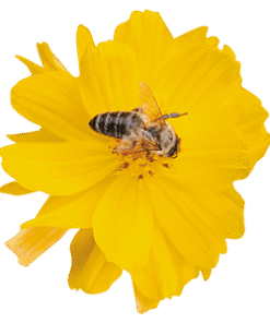 Cosmos Sulphureus Cosmic F1 Hybrid