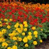 Cosmos Ladybird F1 Hybrid