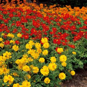 Cosmos Ladybird F1 Hybrid