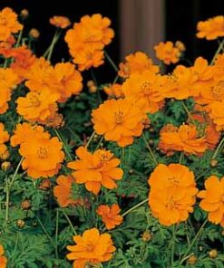 Cosmos Ladybird in Orange Color