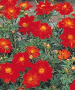 Cosmos Ladybird in Scarlet color