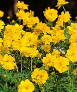 Cosmos Ladybird in Yellow color