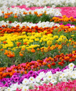 Flower Seeds